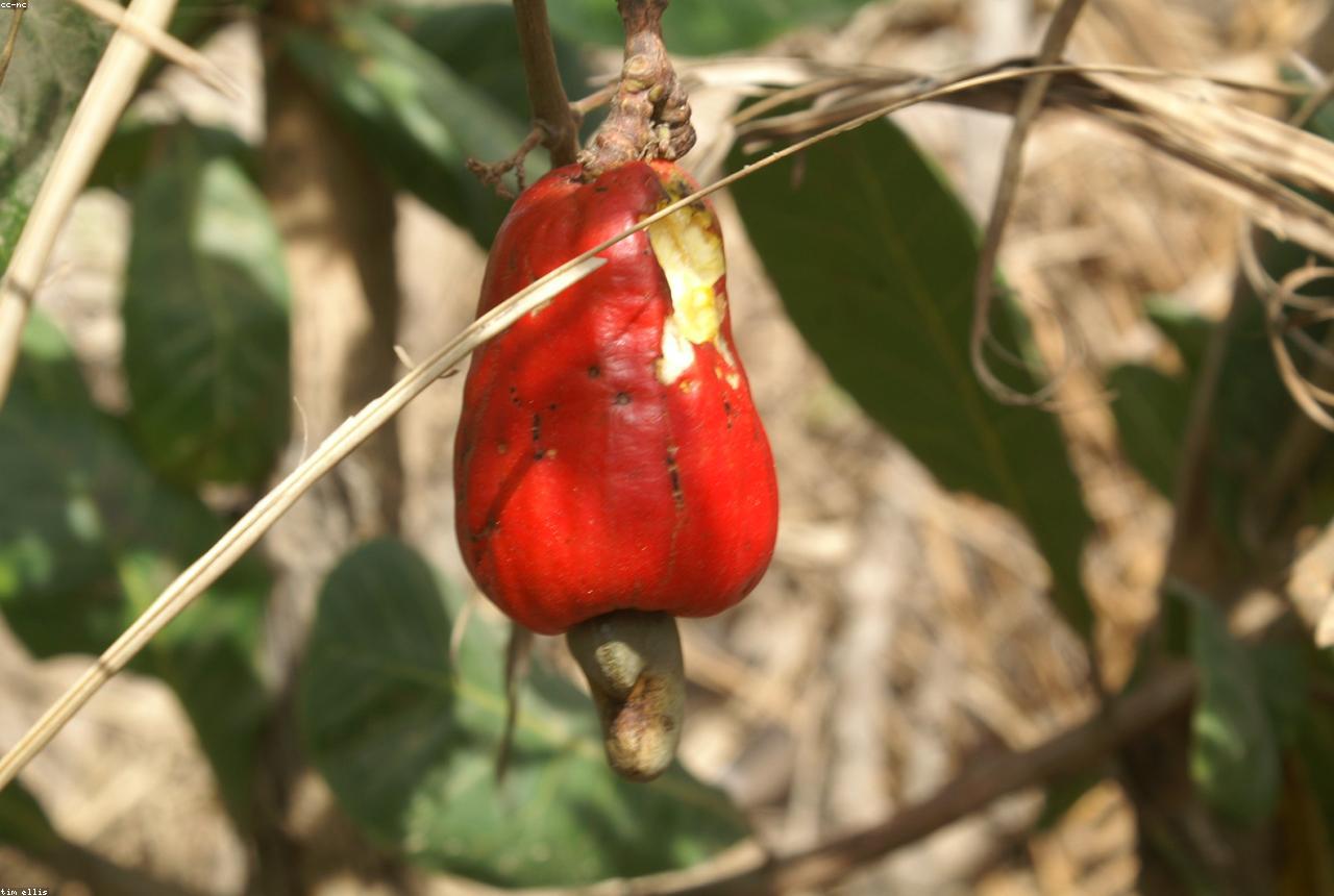 Raw Cashew Nuts