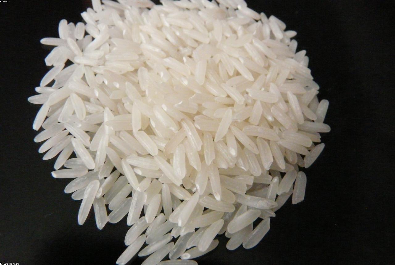 Rice