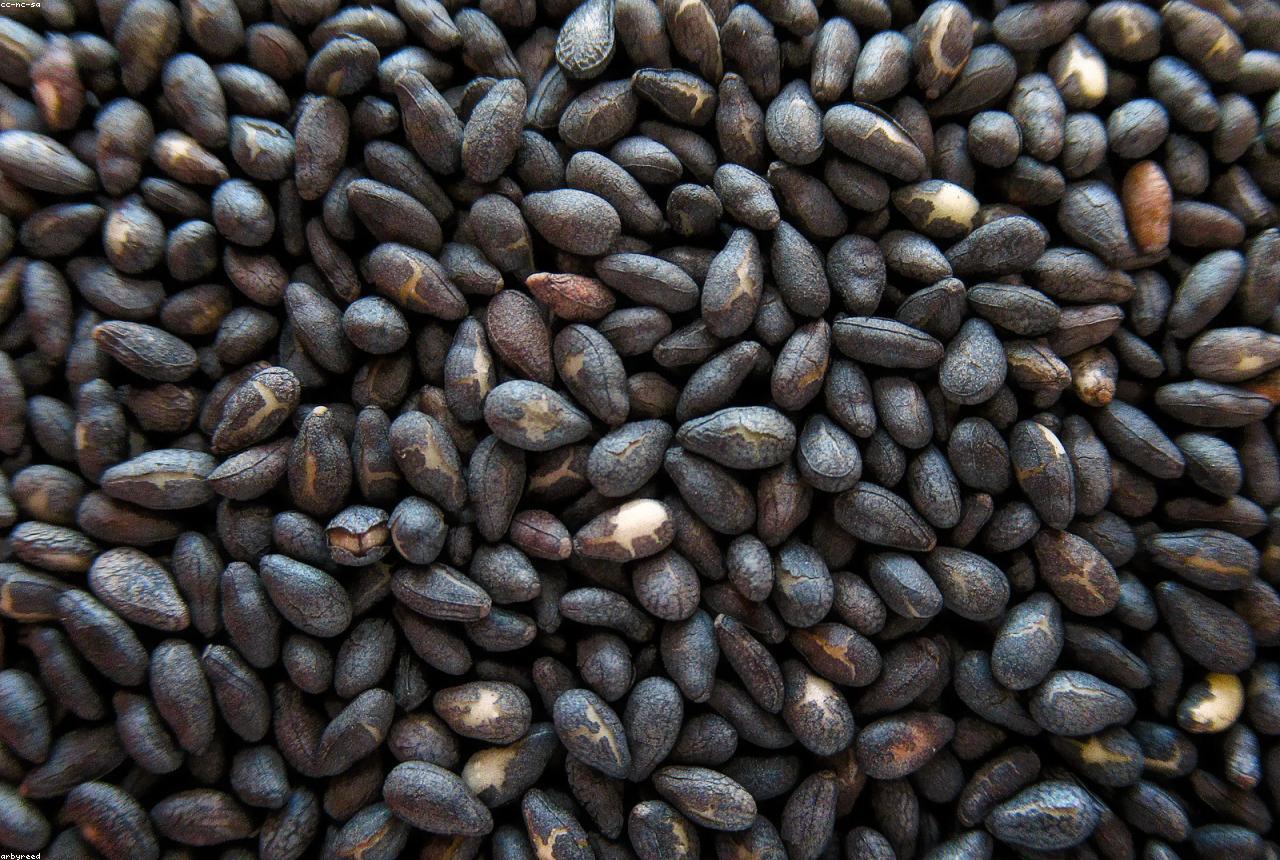Sesame Seed Prices in Q3 2026: West Africa vs. India Supply Dynamics