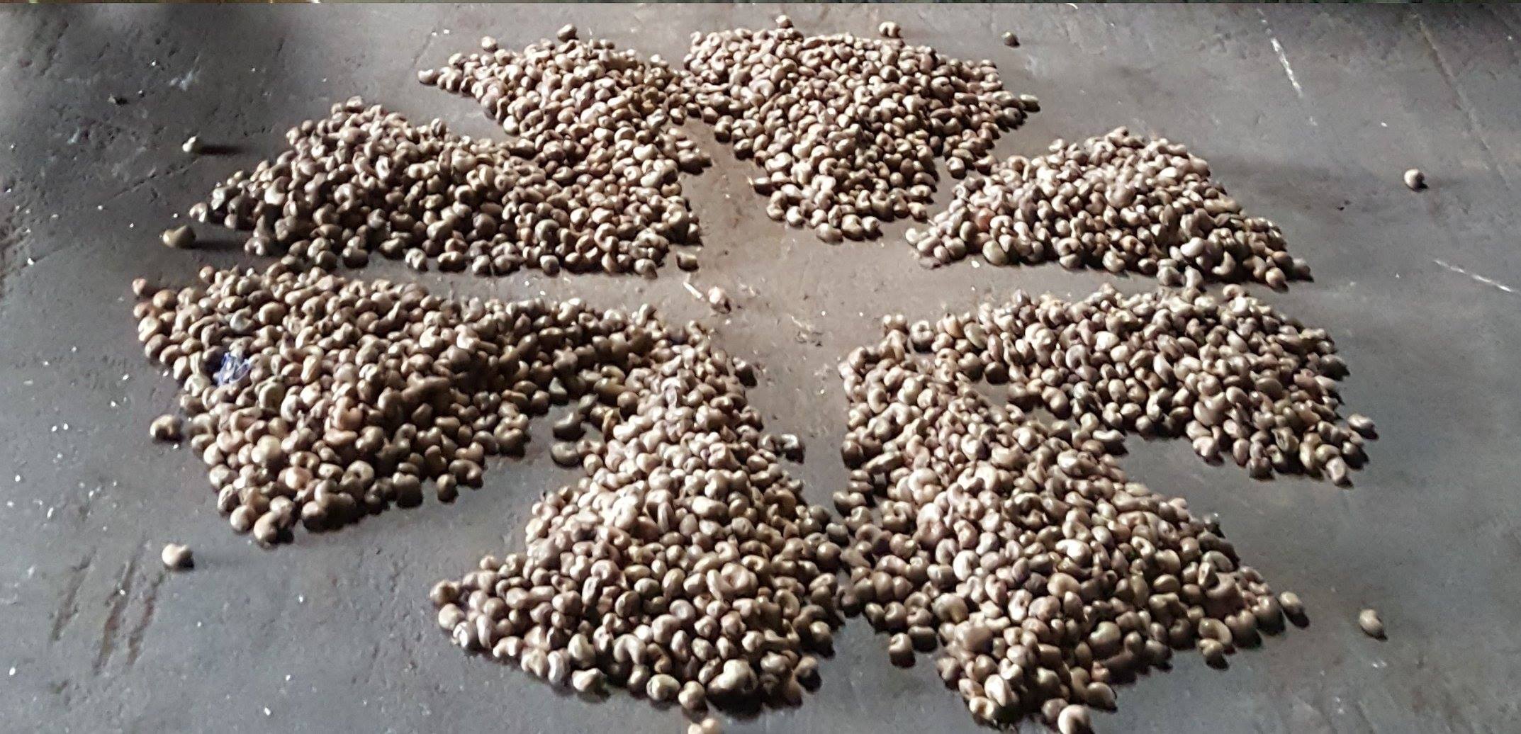 Raw Cashew Nuts (RCN)